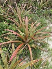 Bromelia antiacantha
