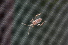Leptoglossus occidentalis