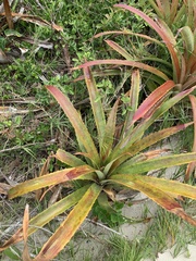 Bromelia antiacantha