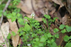 Cardamine papillata