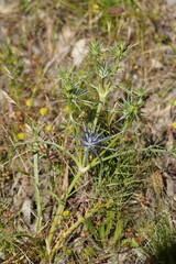 Eryngium ovinum