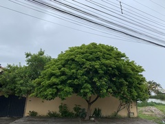 Paubrasilia echinata