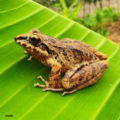 Lyman's Rainfrog photo 2