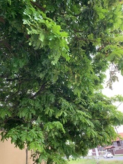 Paubrasilia echinata