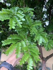 Paubrasilia echinata