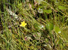 Ornduffia reniformis