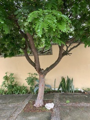 Paubrasilia echinata