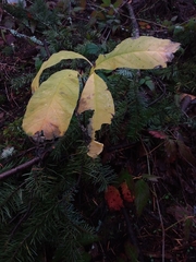 Oemleria cerasiformis