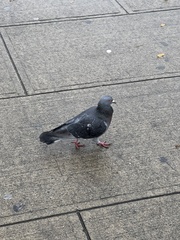 Columba livia