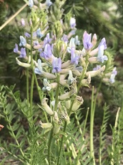 Oxytropis borealis viscida