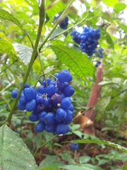 Palicourea cyanococca