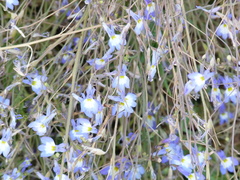 Lobelia