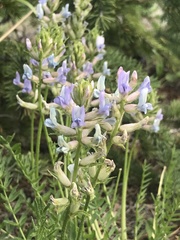 Oxytropis borealis viscida