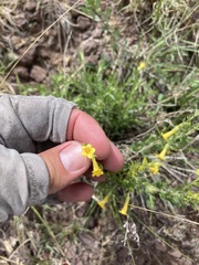Lithospermum multiflorum