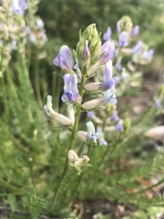 Oxytropis borealis viscida