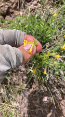 Lithospermum multiflorum