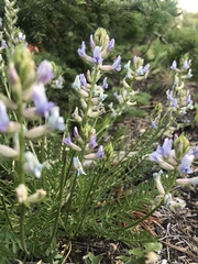 Oxytropis borealis viscida