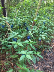 Palicourea cyanococca