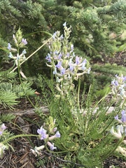 Oxytropis borealis viscida