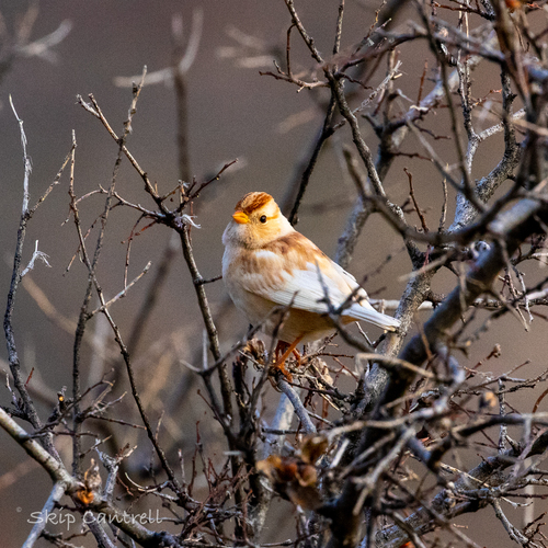 White-crowned Sparrow photographed in Texas
