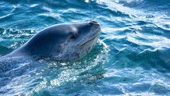 Hydrurga leptonyx