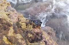 Grapsus adscensionis