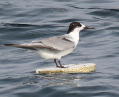 Sterninae