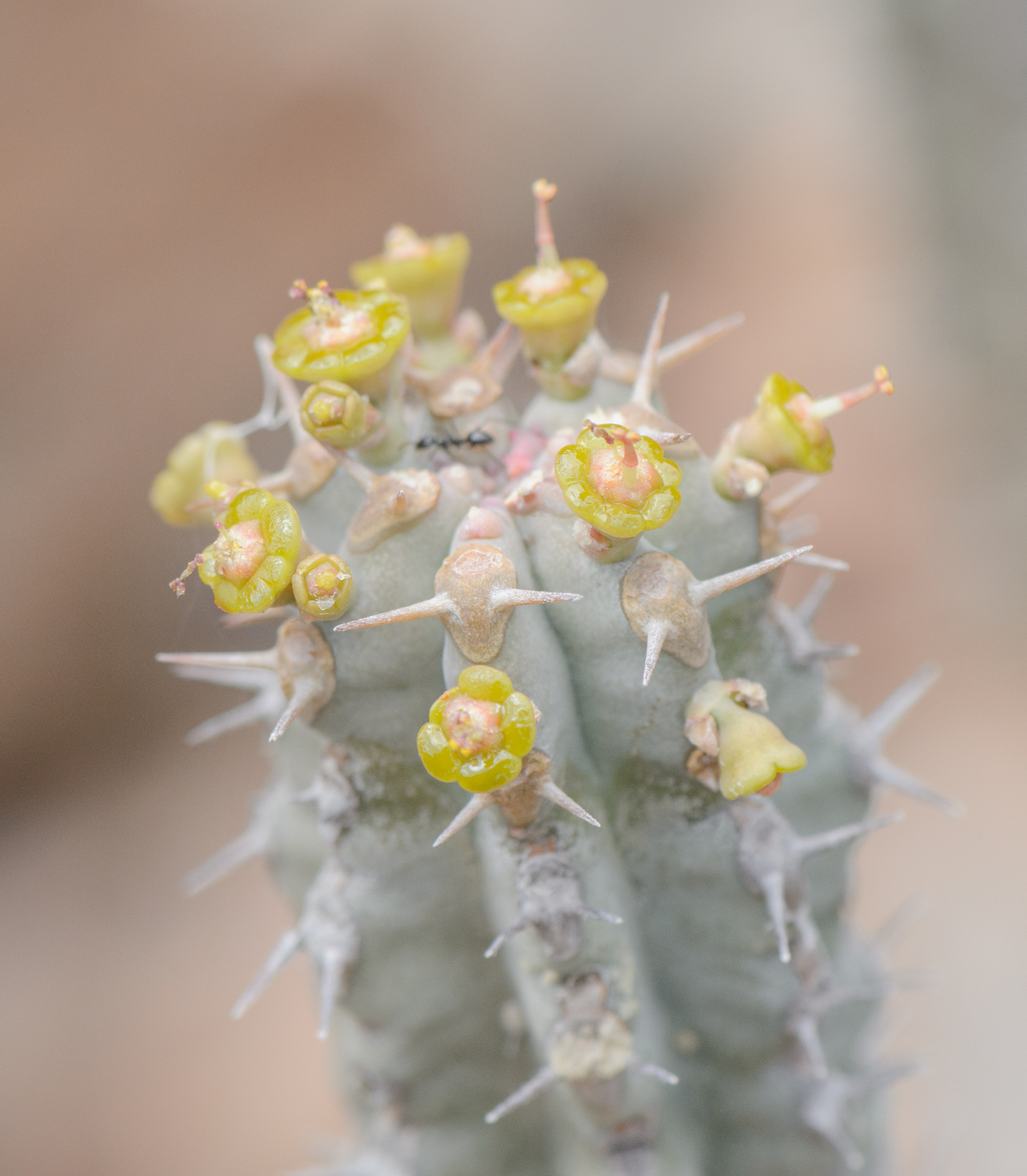 Euphorbia spiralis