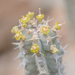 Euphorbia spiralis - Photo (c) Morten Ross, μερικά δικαιώματα διατηρούνται (CC BY-NC), uploaded by Morten Ross