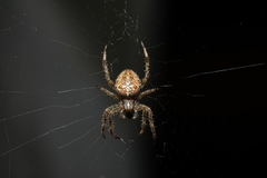 Araneus diadematus