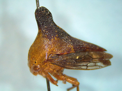 Glossonotus acuminatus