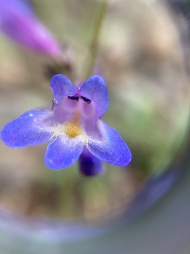 Image of Penstemon pseudoparvus by no rights reserved