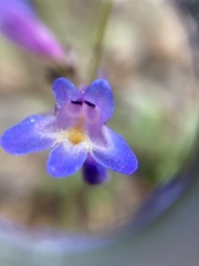 Penstemon pseudoparvus