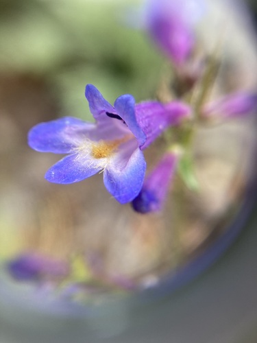 Image of Penstemon pseudoparvus by no rights reserved