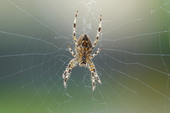 Araneus diadematus