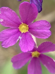 Primula parryi