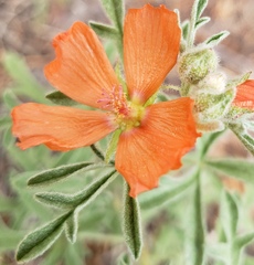 Sphaeralcea coccinea
