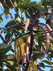Cecropia obtusifolia