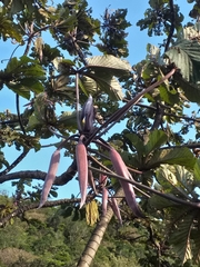 Cecropia obtusifolia