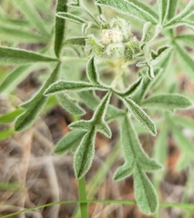 Sphaeralcea coccinea