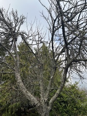 Quercus garryana