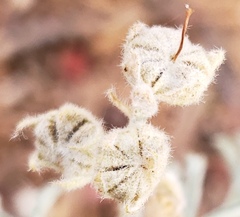 Sphaeralcea coccinea
