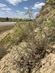 Eriogonum × duchesnense