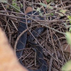 Palusophis bifossatus