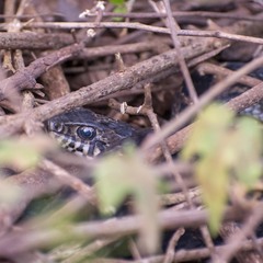 Palusophis bifossatus
