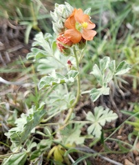 Sphaeralcea coccinea