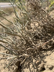Eriogonum × duchesnense