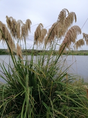 Austroderia richardii