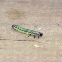 Tenthredinoidea