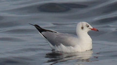 Chroicocephalus brunnicephalus